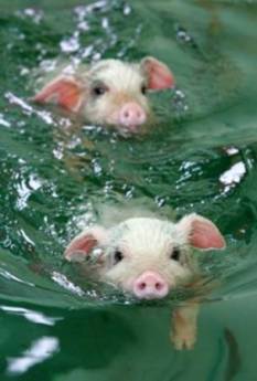 pigs swimming